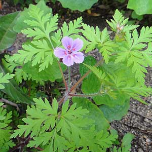 qtE@Geranium roberitianum