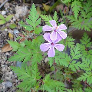 qtE@Geranium roberitianum