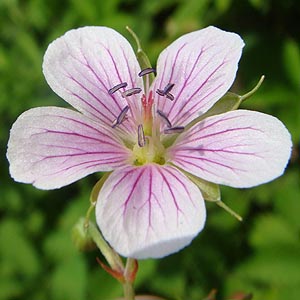 ~cotE@Geranium wilfordii 