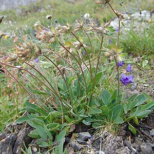 R̍Inɐ炷Anthyllis vulneraria