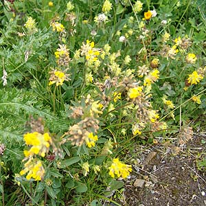 [ɐ炷Anthyllis vulneraria