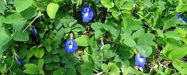 `E}iNgAj@Clitoria ternatea