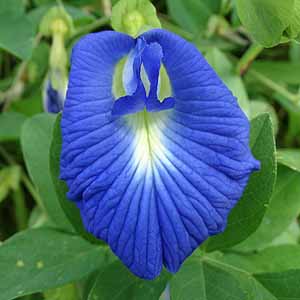 `E}iNgAj@Clitoria ternatea