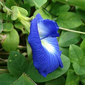 `E}iNgAj@Clitoria ternatea