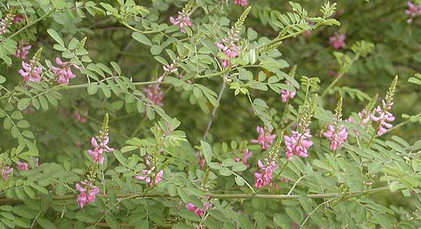 R}ciM@Indigofera pseudotinctoria 