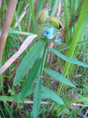 ^kL}@Crotalaria sessiliflora