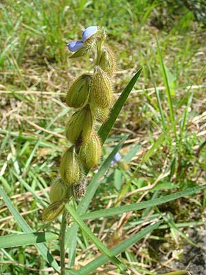 ^kL}@Crotalaria sessiliflora