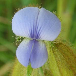 ^kL}@Crotalaria sessiliflora