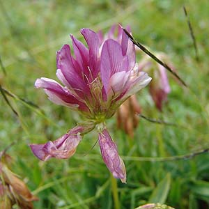 Trifolium alpinum