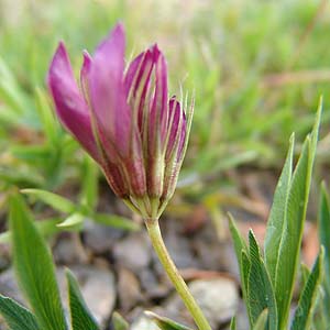 Trifolium alpinum