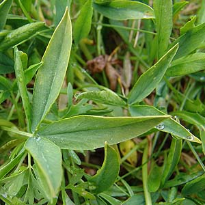 Trifolium alpinum@̗t