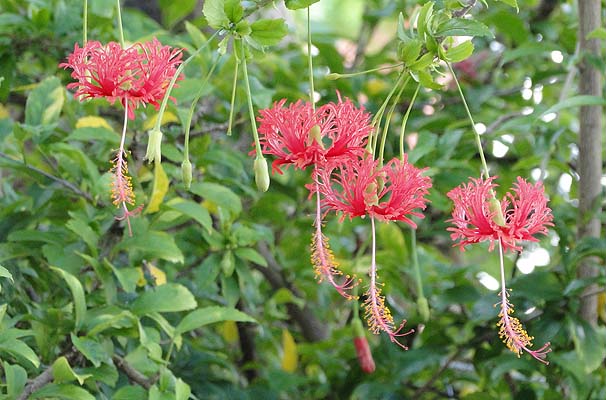 tEub\EQ@Hibiscus schizopetalus