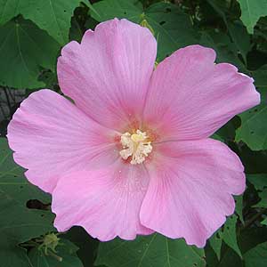 tE Hibiscus mutabilis