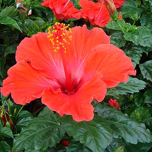 Hibiscus rosa-sinensis