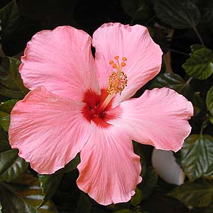 Hibiscus rosa-sinensis