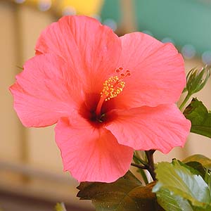 Hibiscus rosa-sinensis