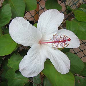 qrXNXEA[mbeBAkX Hibiscus arnottianus