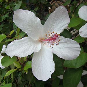 qrXNXEA[mbeBAkX Hibiscus arnottianus