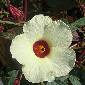 [[@Hibiscus sabdarifa