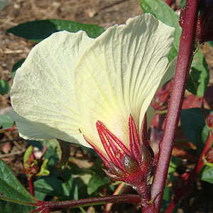 ローゼル Hibiscus sabdarifa