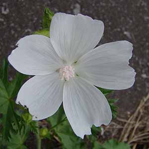 ジャコウアオイ Malva moschata