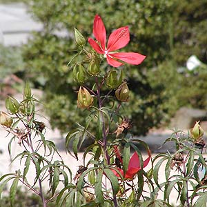 ~WAIC@Hibiscus coccineus