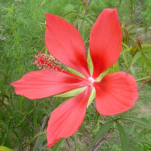 ~WAIC@Hibiscus coccineus