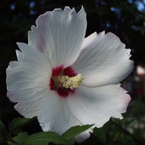 NQ@Hibiscus syriacus