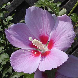 NQ@Hibiscus syriacus