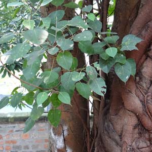 Ch{_CW Ficus religiosa