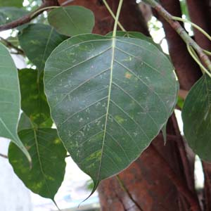 Ch{_CW Ficus religiosa