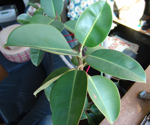 ChSmL:Ficus elastica