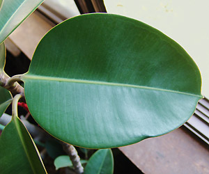 t:Ficus elastica