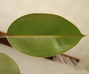 t:Ficus elastica