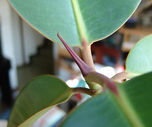 ChSmL:Ficus elastica