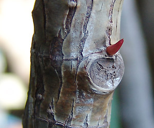 t:Ficus elastica