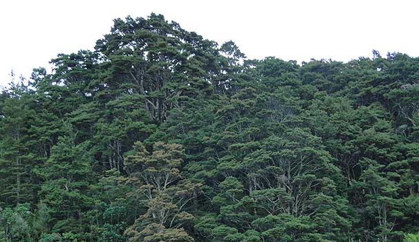 Forest of Nothofagus menziesii 