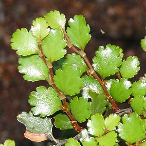 Nothofagus menziesii ̗t