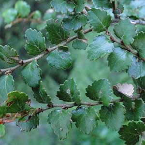 Nothofagus menziesii ̗t