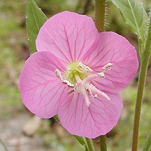 EQVE Oenothera rosea 