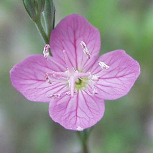 EQVE Oenothera rosea 