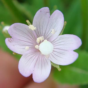 CAJoi@Epilobium cephalostigma@̉