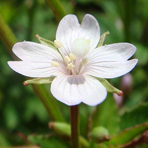 CAJoi@Epilobium cephalostigma@̉