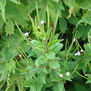 CAJoi@Epilobium cephalostigma