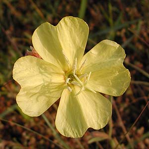 }cCOT@Oenothera stricta 