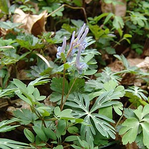 W{EGSTN@Corydalis decumbens