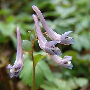 W{EGSTN@Corydalis decumbens