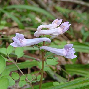 LLGSTN@Corydalis lineariloba var. papillingera