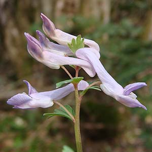 LLGSTN@Corydalis lineariloba var. papillingera