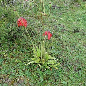 RmvVXEvjPA@Meconopsis punicea